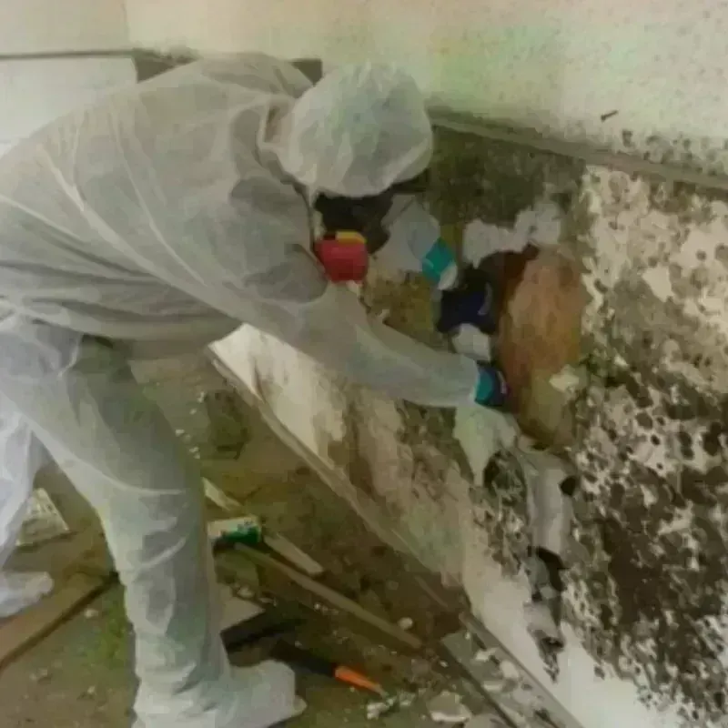 Mold Remediation and Removal in Brownville, NJ